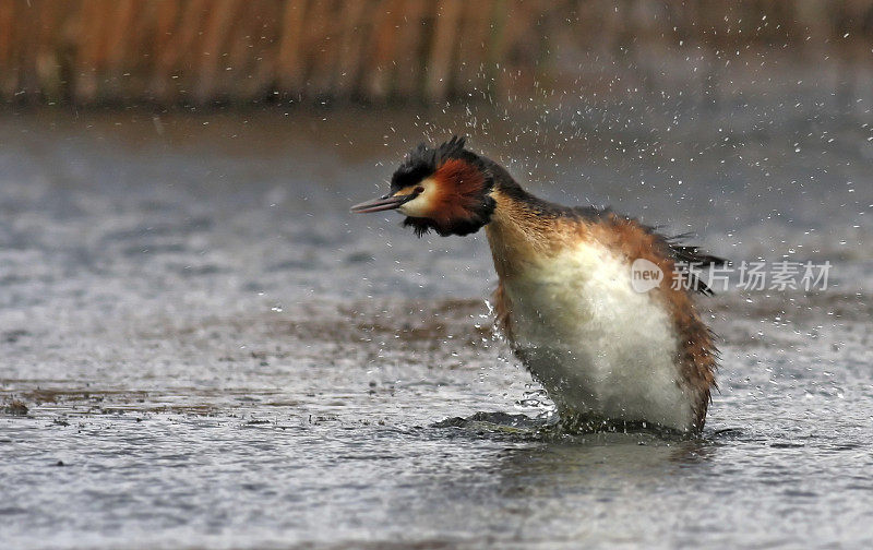 大山脊Grebe (Podiceps crista)